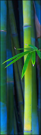 Contact Energy for Health